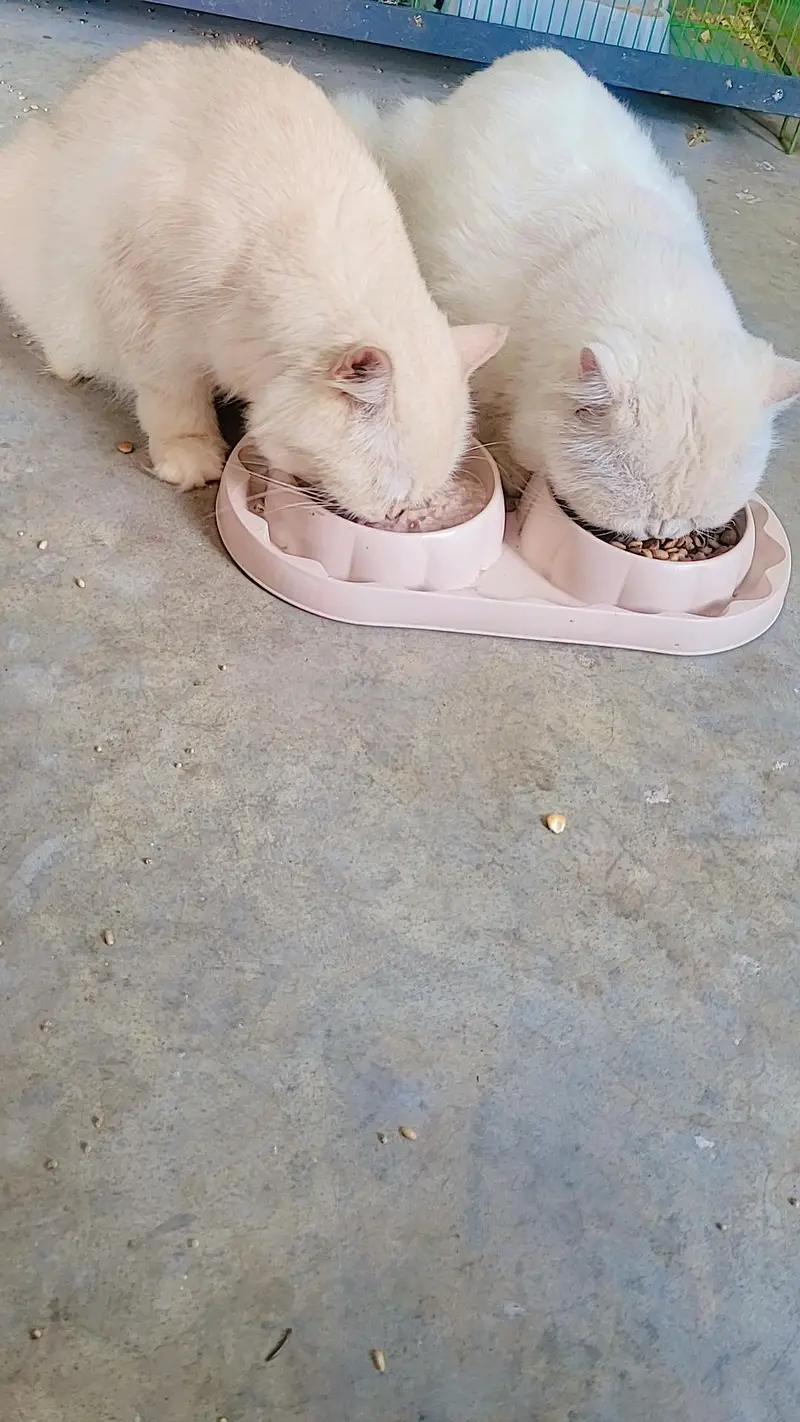 2 cute healthy cats Male Jack and female Olive for adoption — photo 3