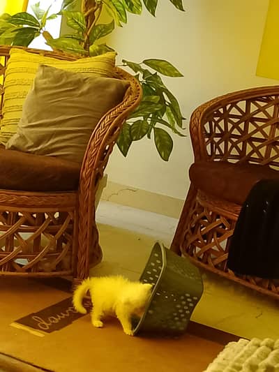 Persian kitten