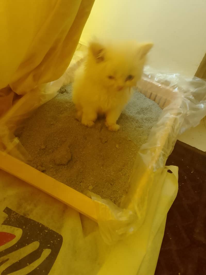 Persian kitten 1