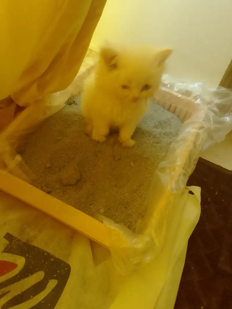 Persian kitten — photo 2