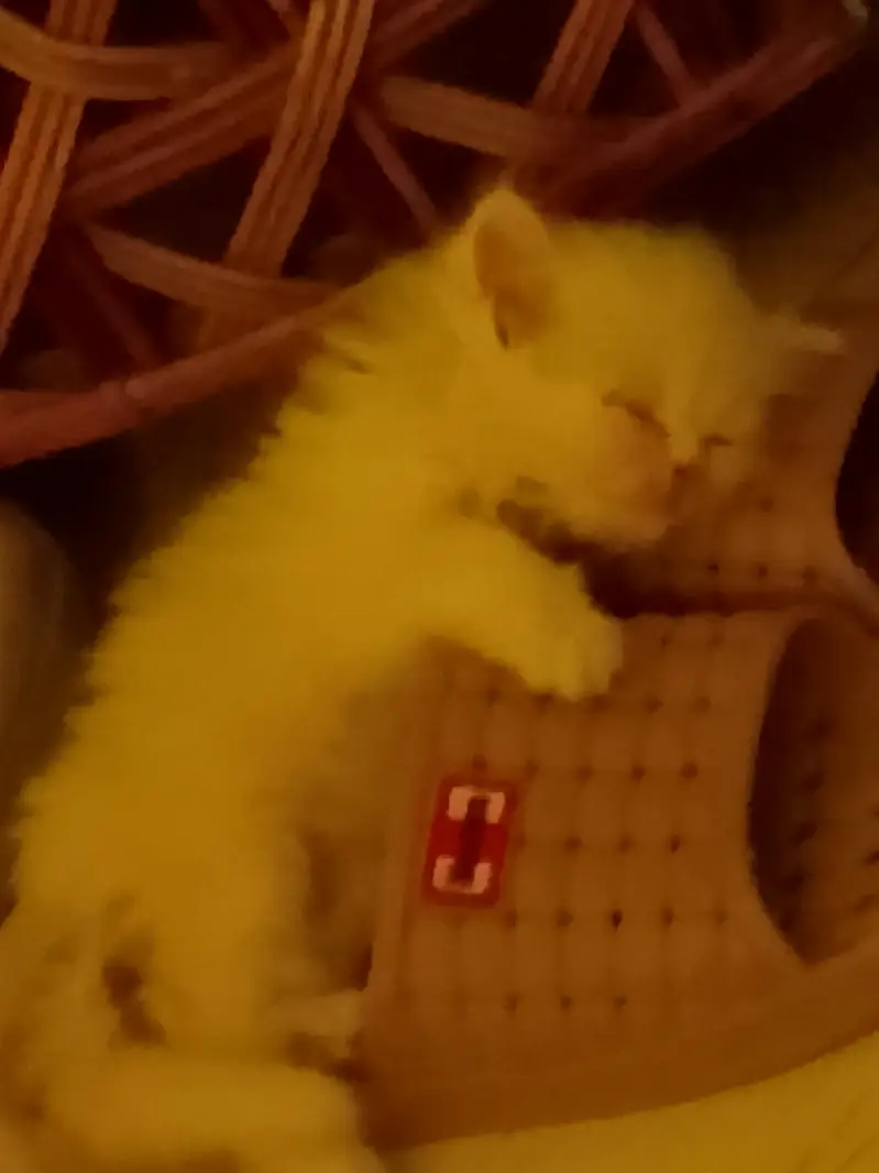 Persian kitten — photo 3