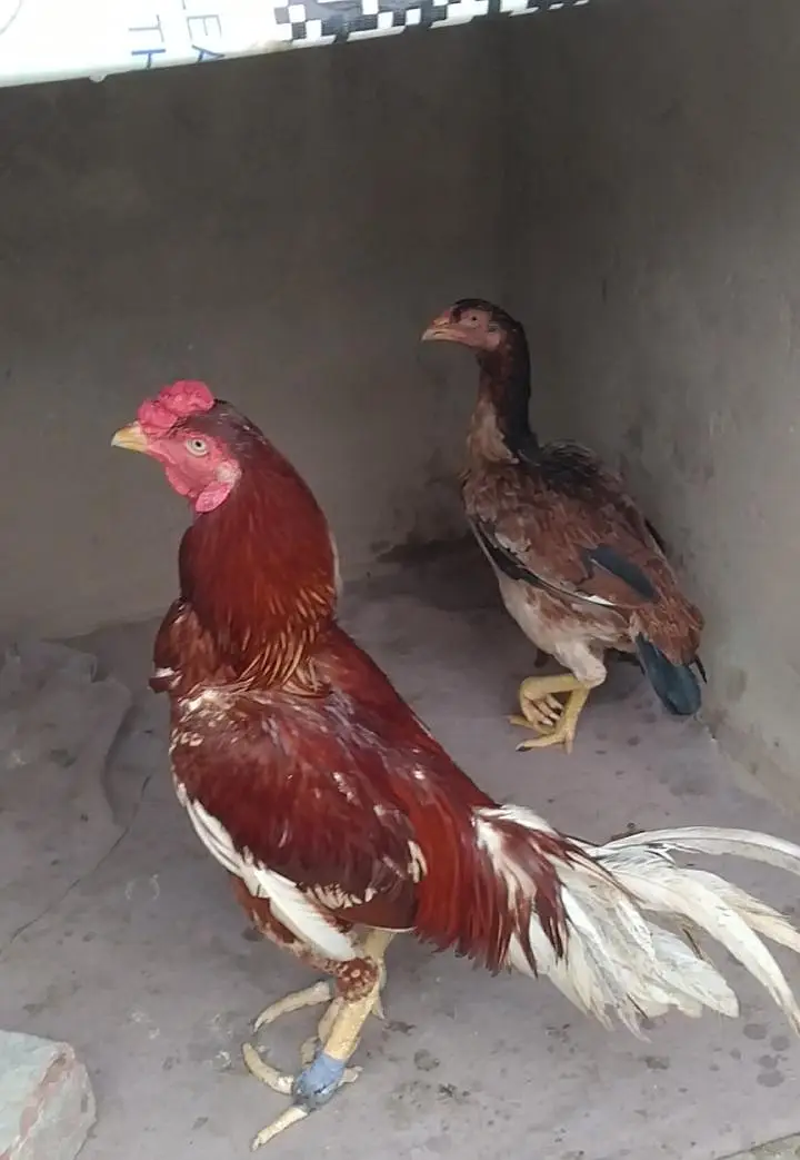 aseel pair for sale — photo 2