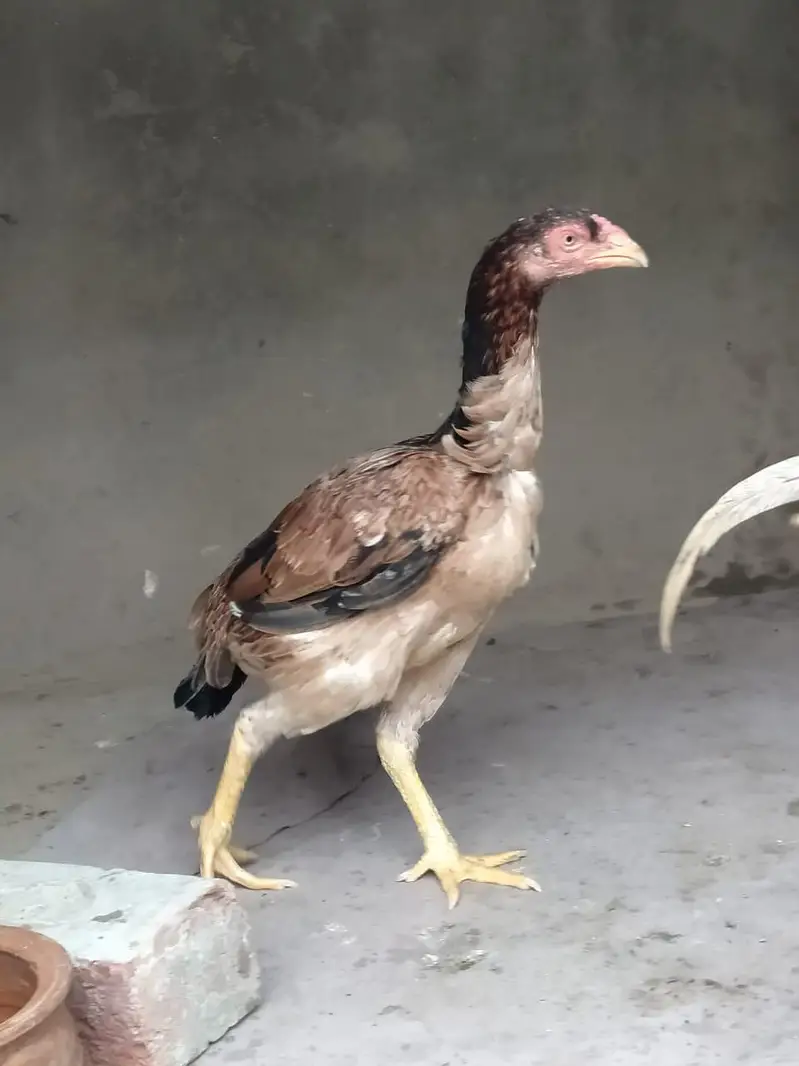 aseel pair for sale — photo 3