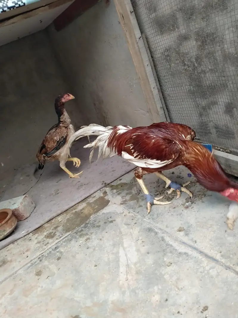 aseel pair for sale — photo 5