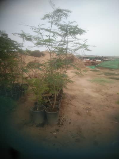 gulmohar tree for sale