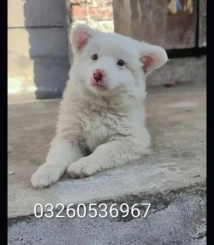 Russian puppy dog for sale — photo 2