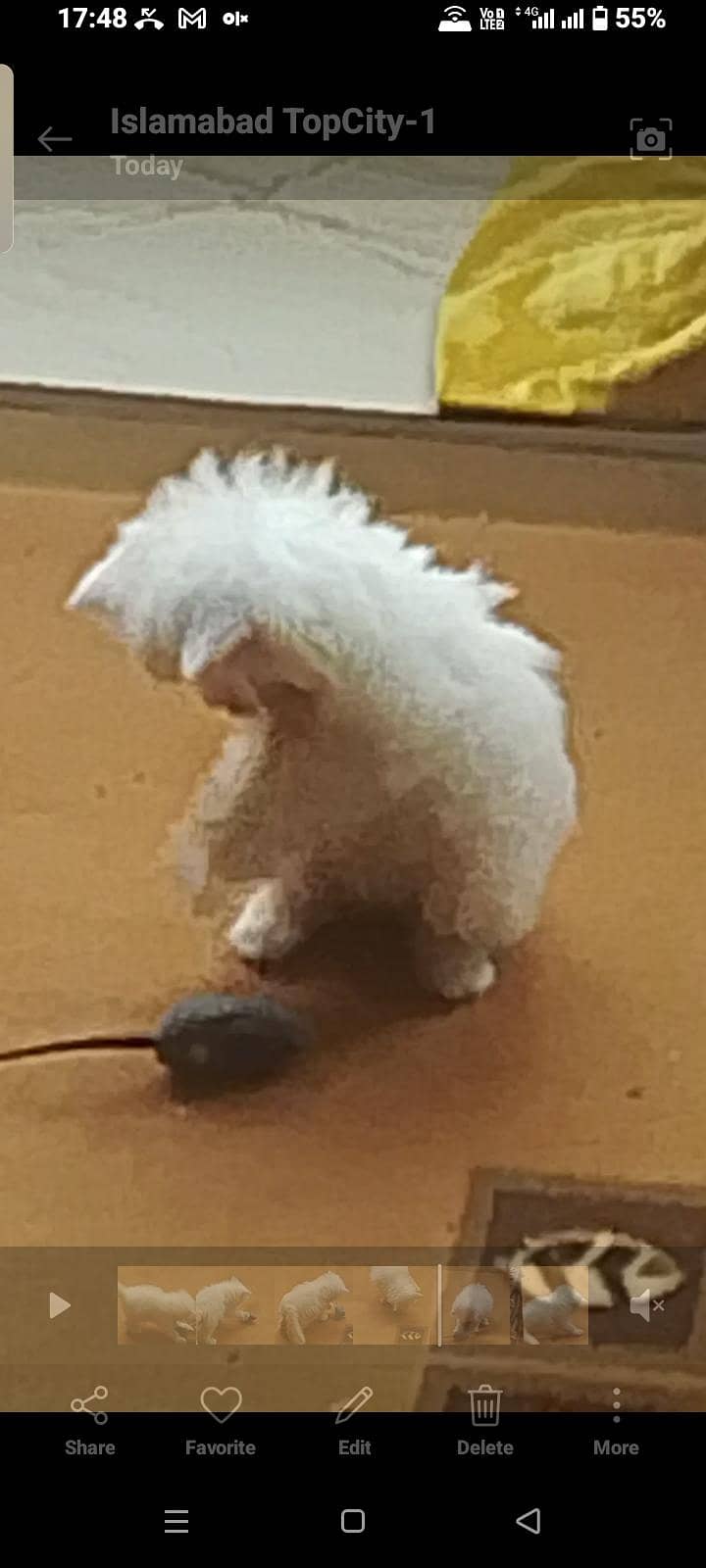 Persian kitten 3