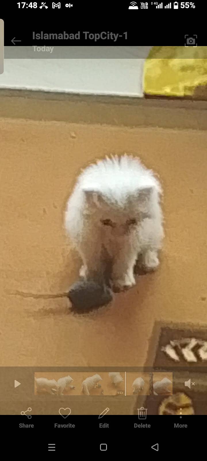 Persian kitten 4