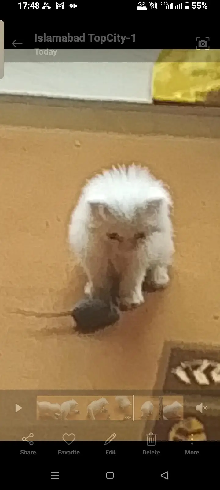 Persian kitten — photo 5