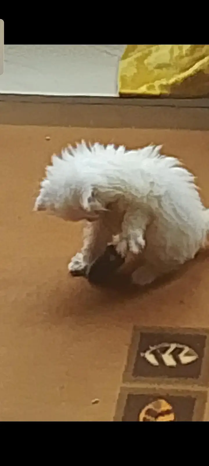 Persian kitten — photo 6