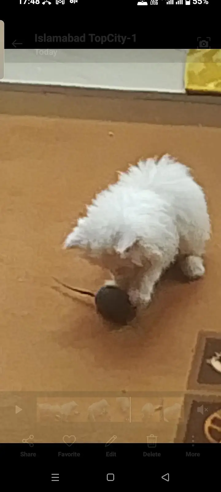 Persian kitten — photo 7