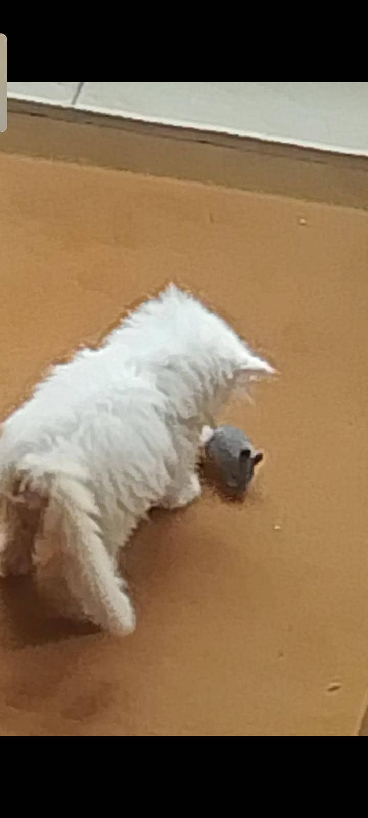 Persian kitten 7