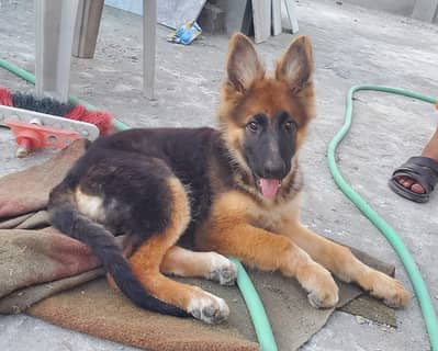 original German shepherd Long court