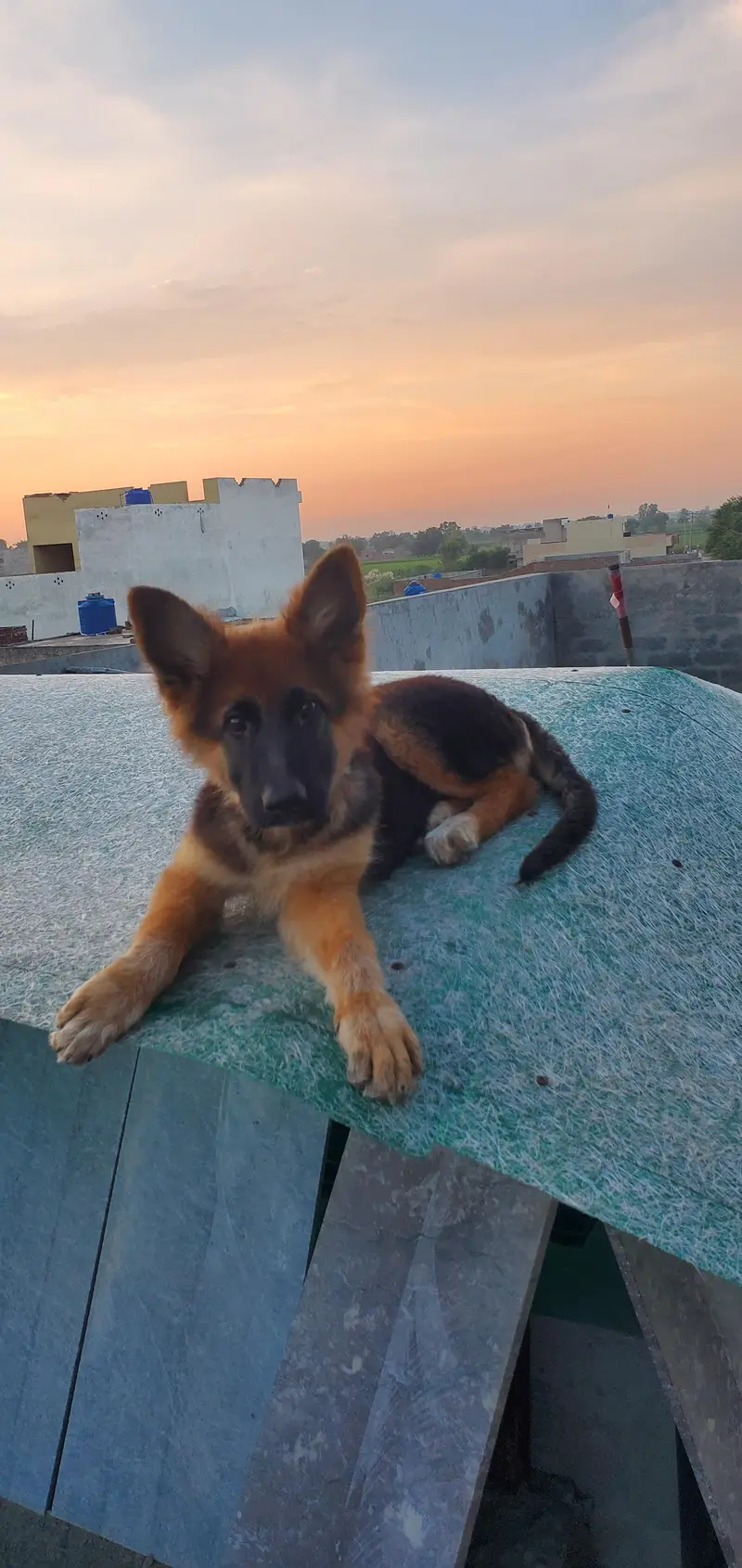 original German shepherd Long court Non petti gari Female — photo 2