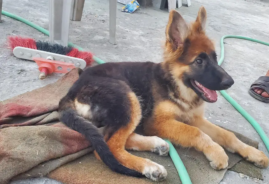 original German shepherd Long court Non petti gari Female — photo 3