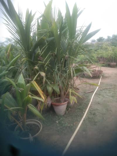 coconut tree for sale