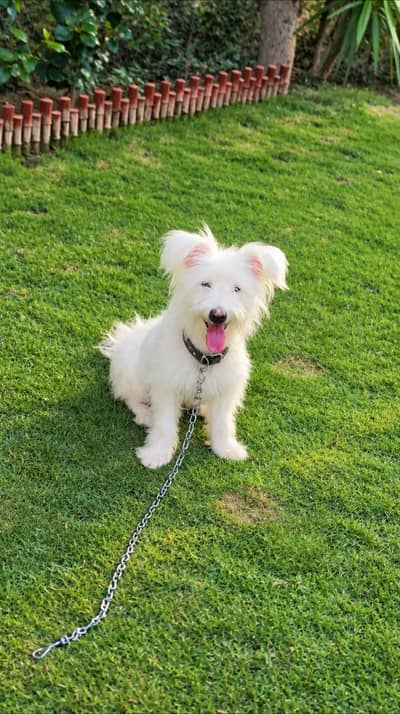 puppy for sale