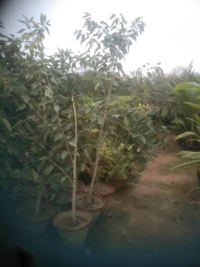 peepal tree for sale