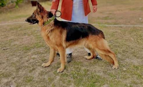 German Shepherd Female| Double Coated | Vaccinated