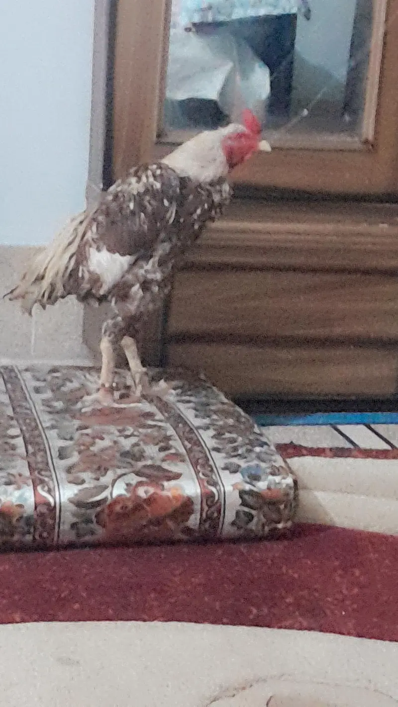 heerra female pathi kholi zar dom male breder 2.5 year agr — photo 3