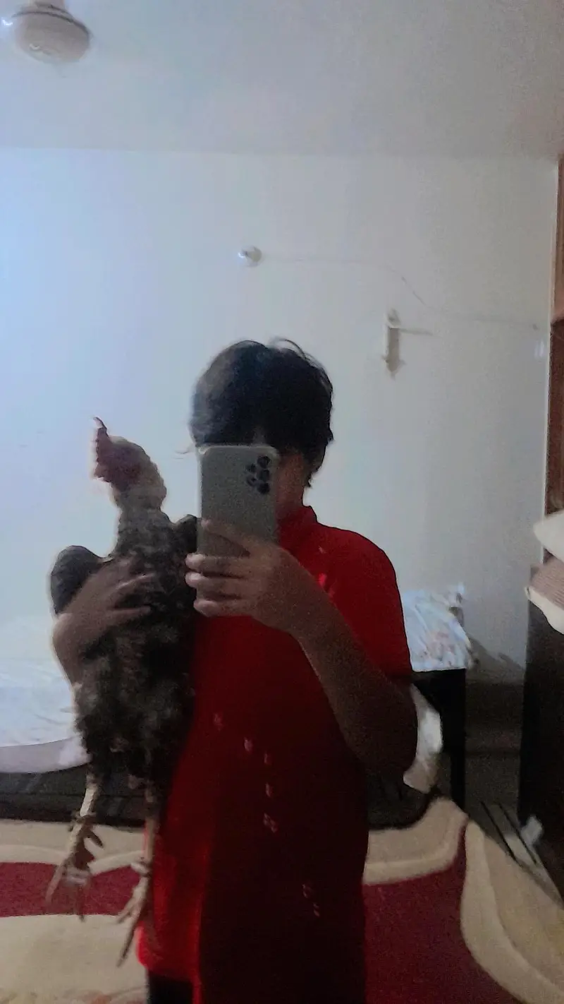 heerra female pathi kholi zar dom male breder 2.5 year agr — photo 4