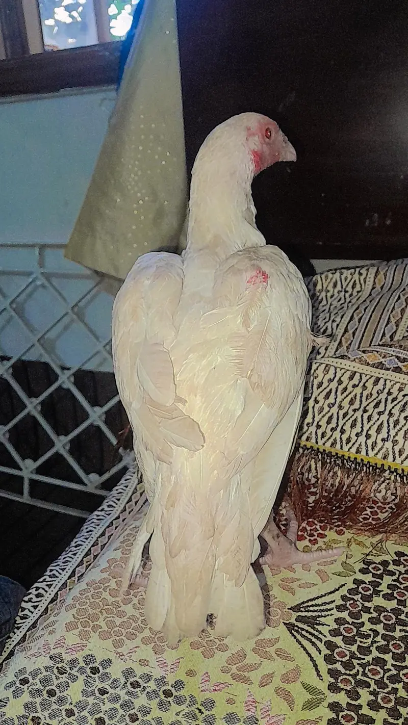 heerra female pathi kholi zar dom male breder 2.5 year agr — photo 5