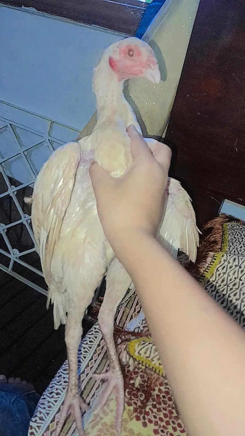 heerra female pathi kholi zar dom male breder 2.5 year agr — photo 6