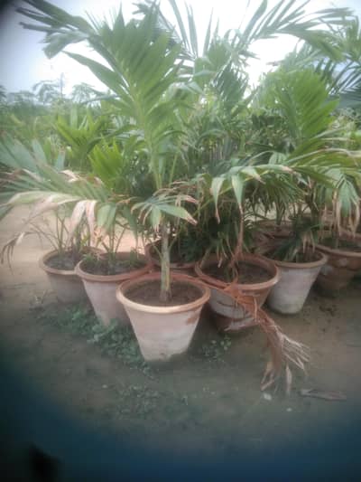 Malaysia palm trees for sale