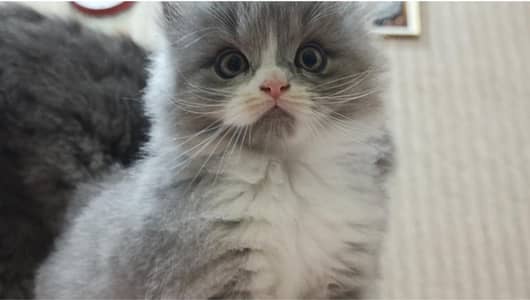 Pure & Cute Persian Semi-Punch Kittens