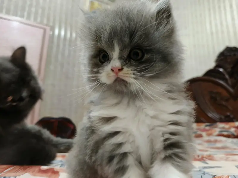 Pure & Cute Persian Semi-Punch Kittens — photo 2