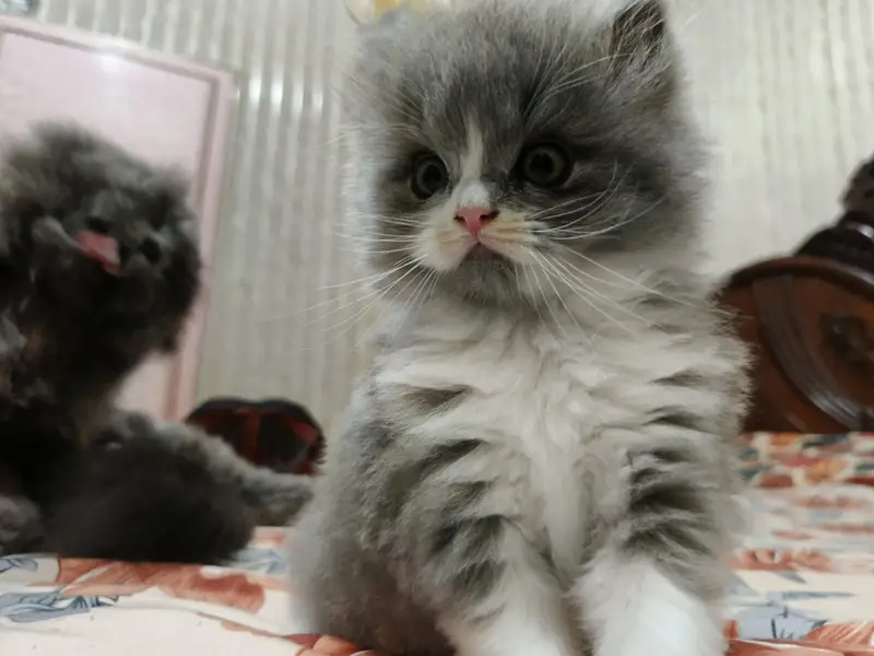 Pure & Cute Persian Semi-Punch Kittens — photo 3