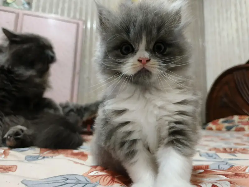Pure & Cute Persian Semi-Punch Kittens — photo 4