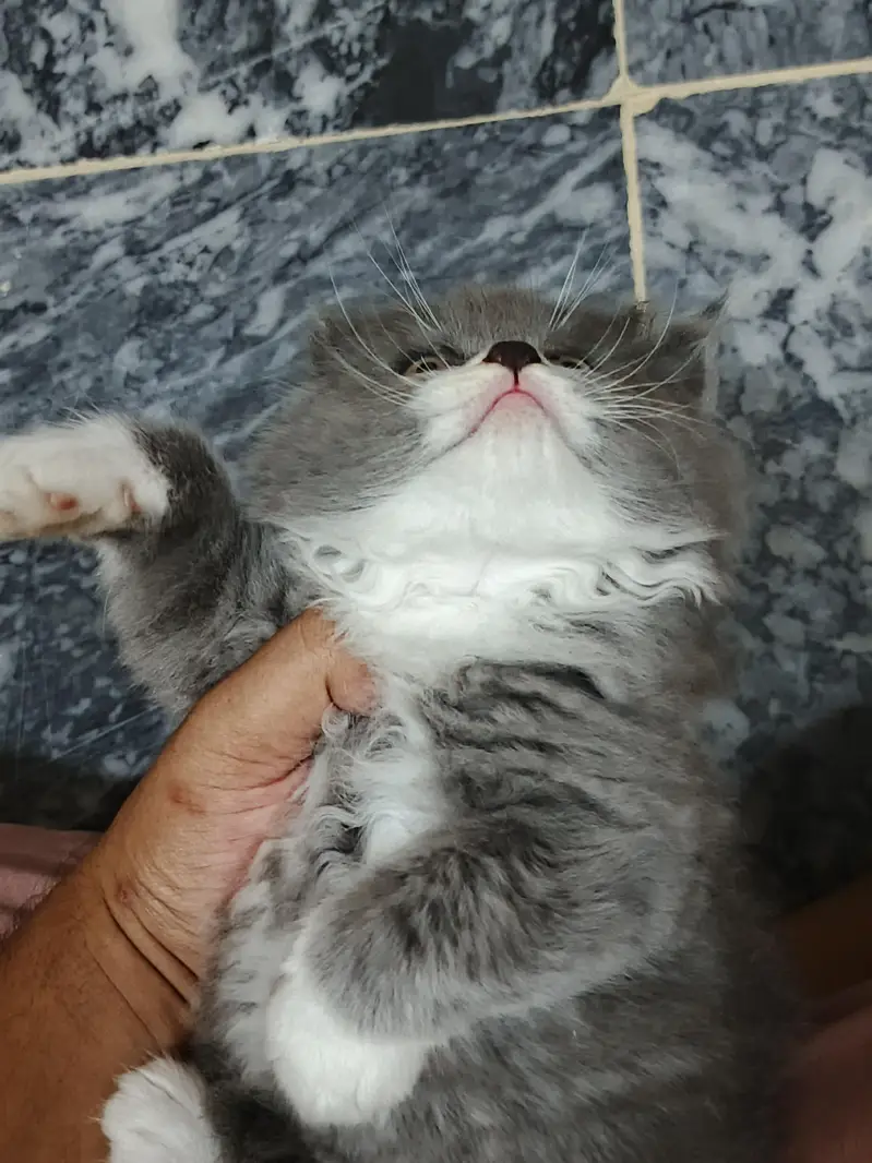 Pure & Cute Persian Semi-Punch Kittens — photo 5