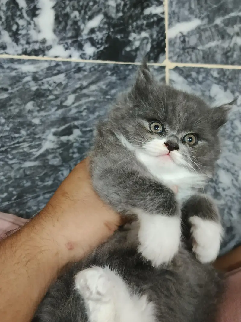 Pure & Cute Persian Semi-Punch Kittens — photo 6