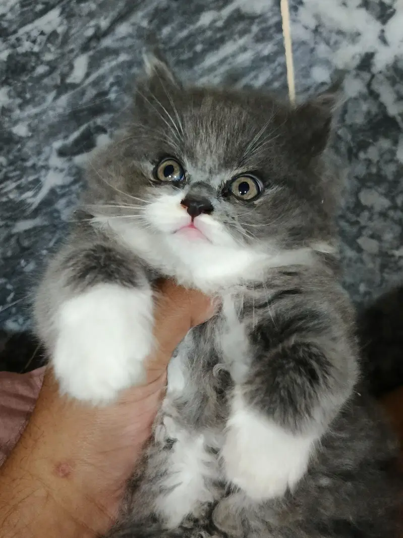 Pure & Cute Persian Semi-Punch Kittens — photo 7
