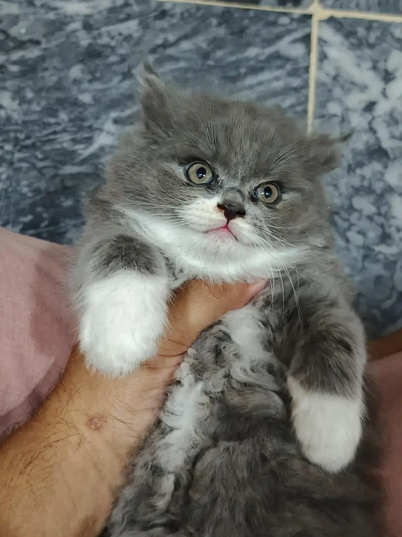 Pure & Cute Persian Semi-Punch Kittens — photo 8