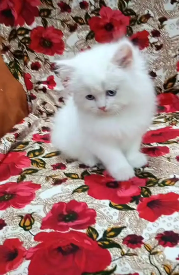 Persian kitten triple cot. for sale my WhatsApp:03440066156 — photo 3