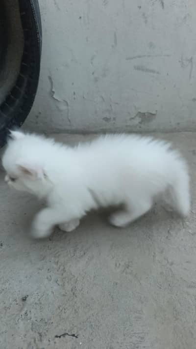 ya cat buhut acchi hai