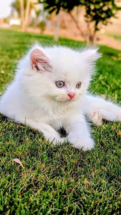 Persian kittens for sale ( kittens for sale)