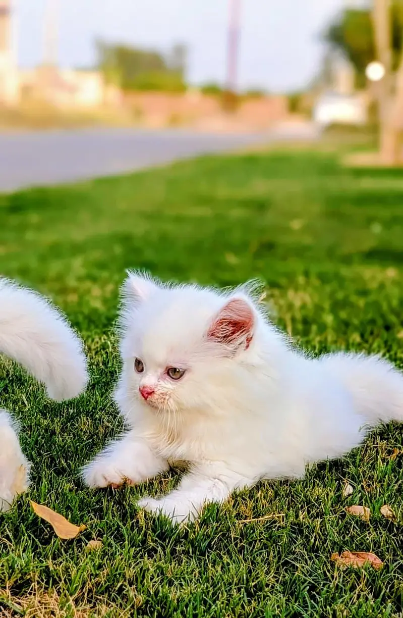 Persian kittens for sale ( kittens for sale) — photo 3