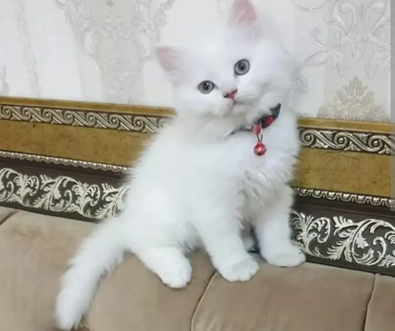 Persian kittens for sale ( kittens for sale) — photo 4