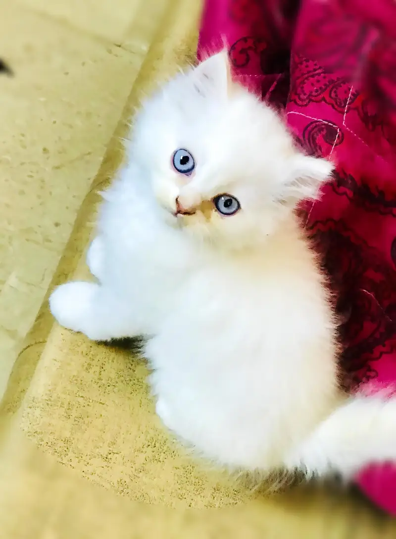 Persian kittens for sale ( kittens for sale) — photo 6