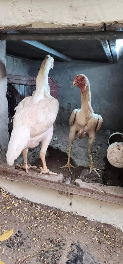 2 white Shamo hen for sale