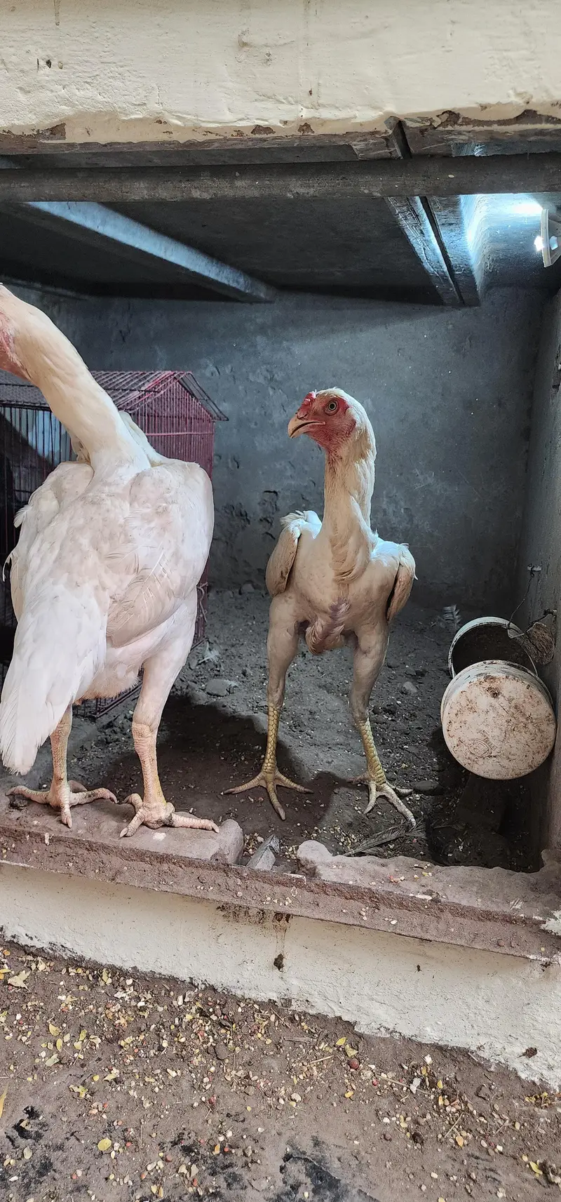 2 white Shamo hen for sale — photo 2