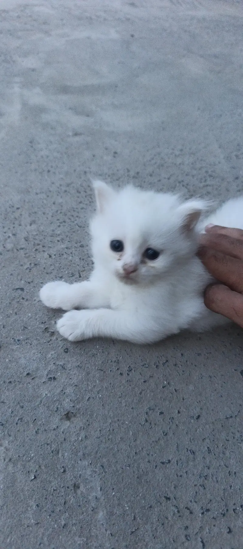 ya cat buhut acchi hai — photo 2