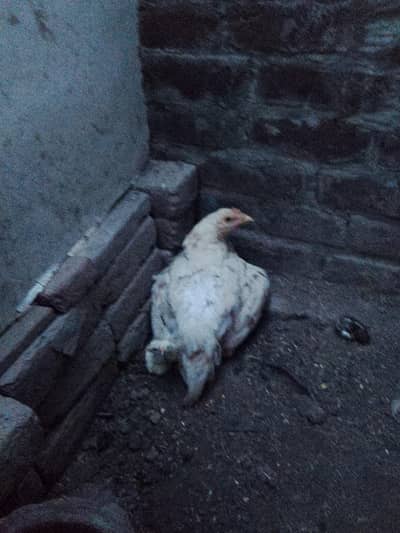 Aseel Hera 5Chicks
