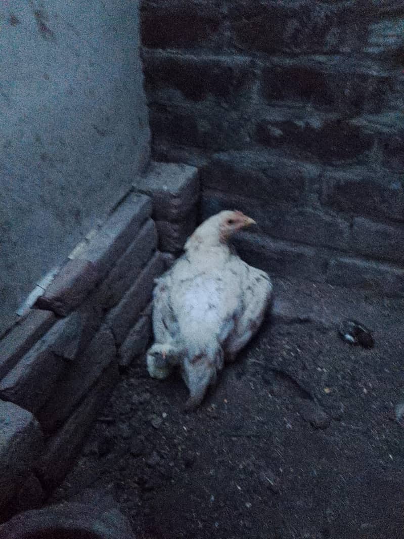 Aseel Hera 5Chicks 0