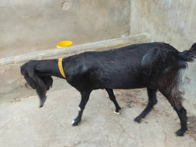 Black Desi Bakri for sale