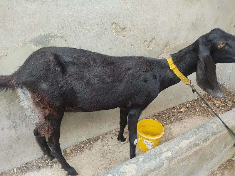 Black Desi Bakri for sale — photo 2