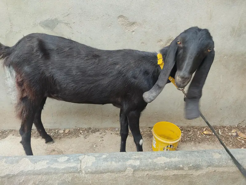 Black Desi Bakri for sale — photo 3